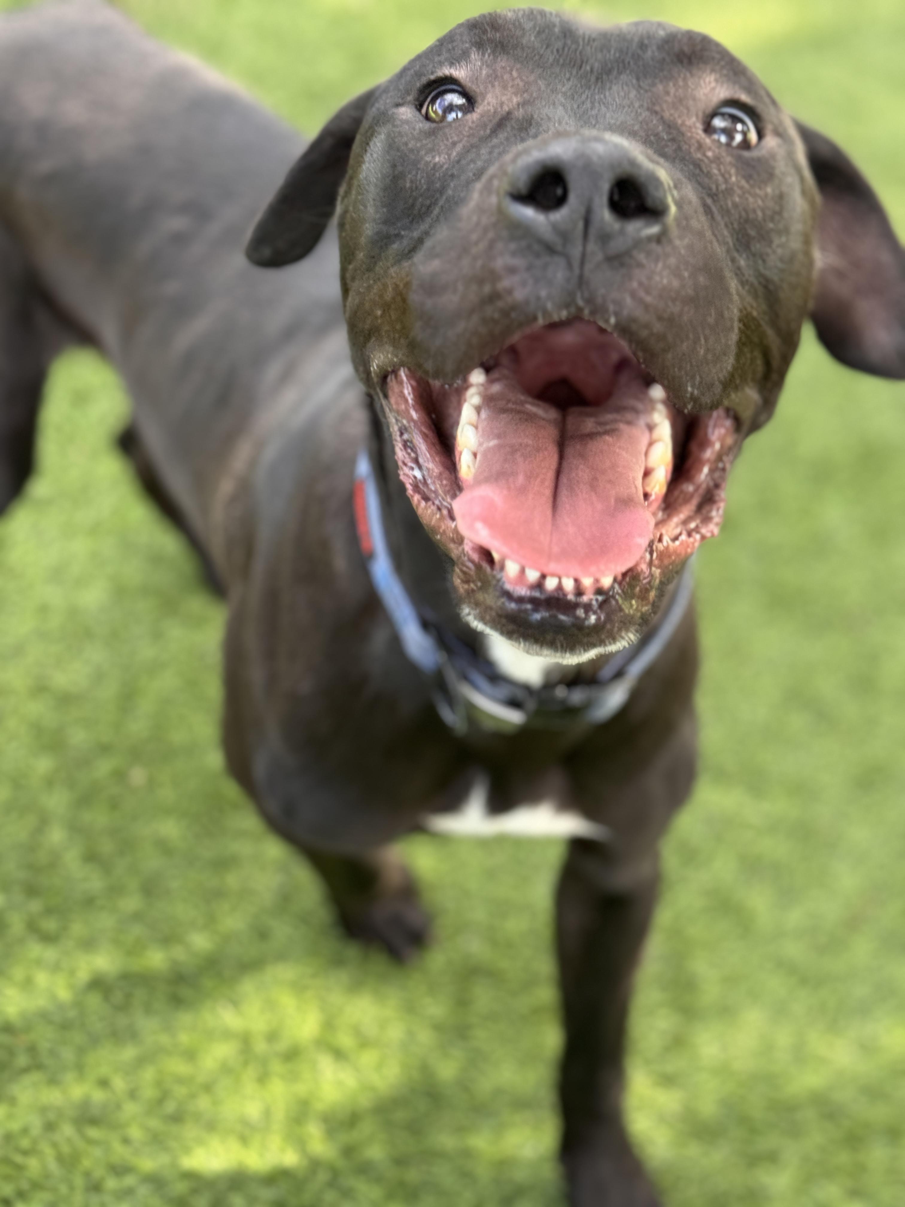 Pony, Adoptable, Young Male American Staffordshire Terrier & Black Labrador Retriever.