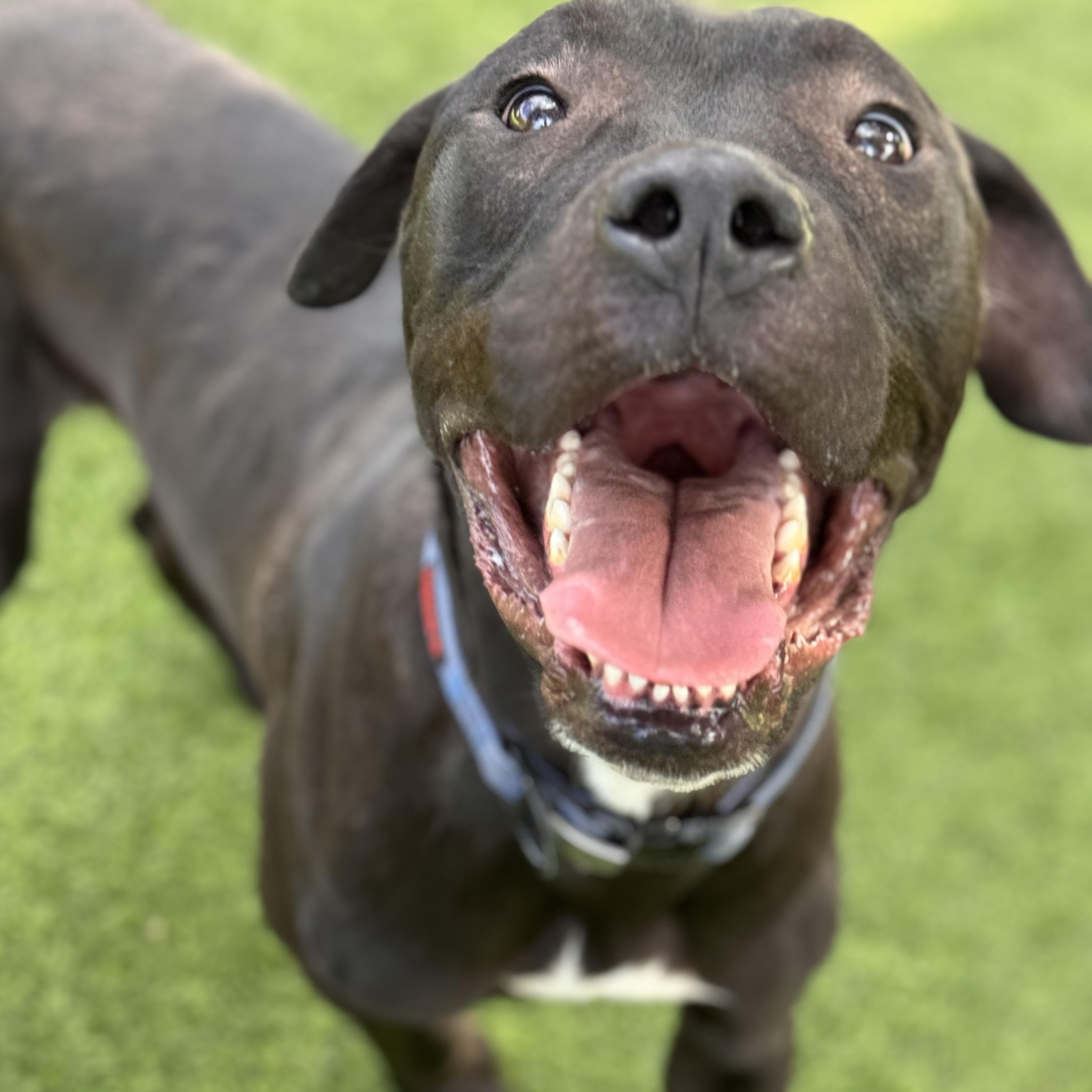 Enlarge Pony, a Adoptable mixed breed in Claremont , CA image 1/6