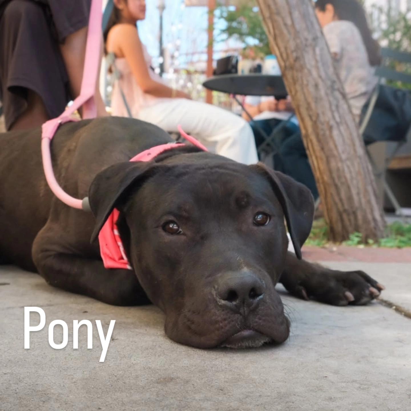 Pony, a Adoptable mixed breed in Los Angeles , CA image 1/6