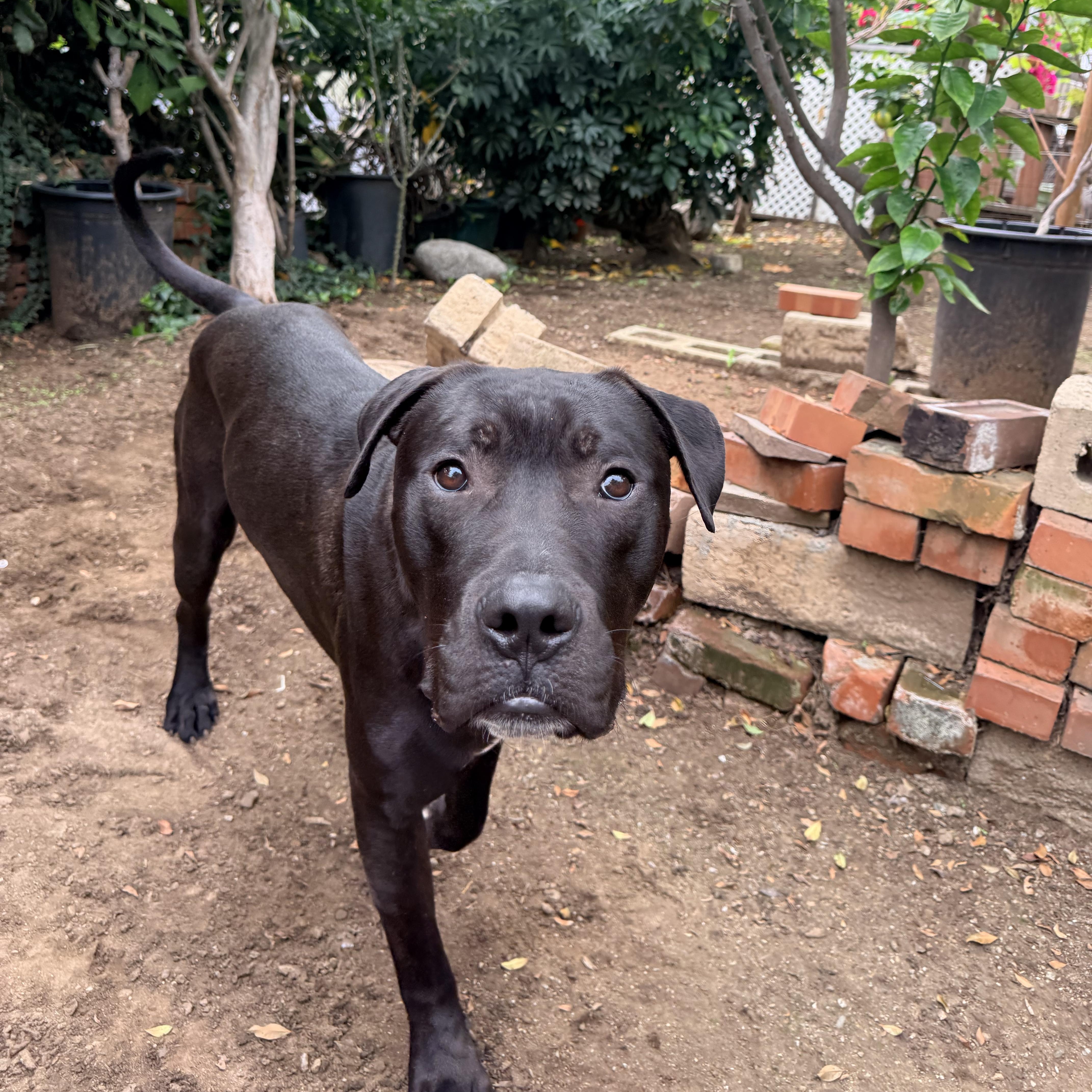 Enlarge Pony, a Adoptable mixed breed in Los Angeles , CA image 3/6