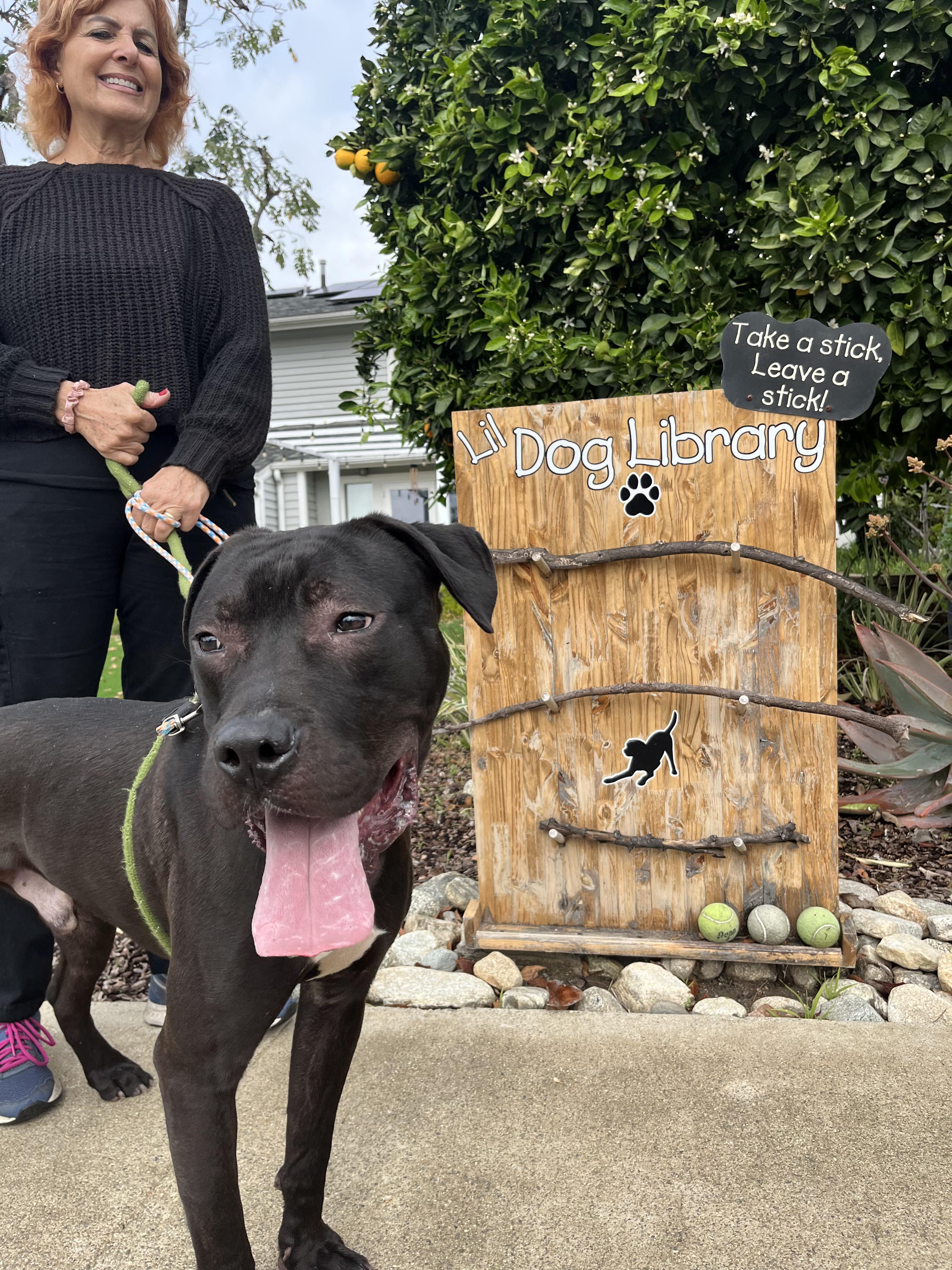 Enlarge Pony, a Adoptable mixed breed in Claremont , CA image 5/6