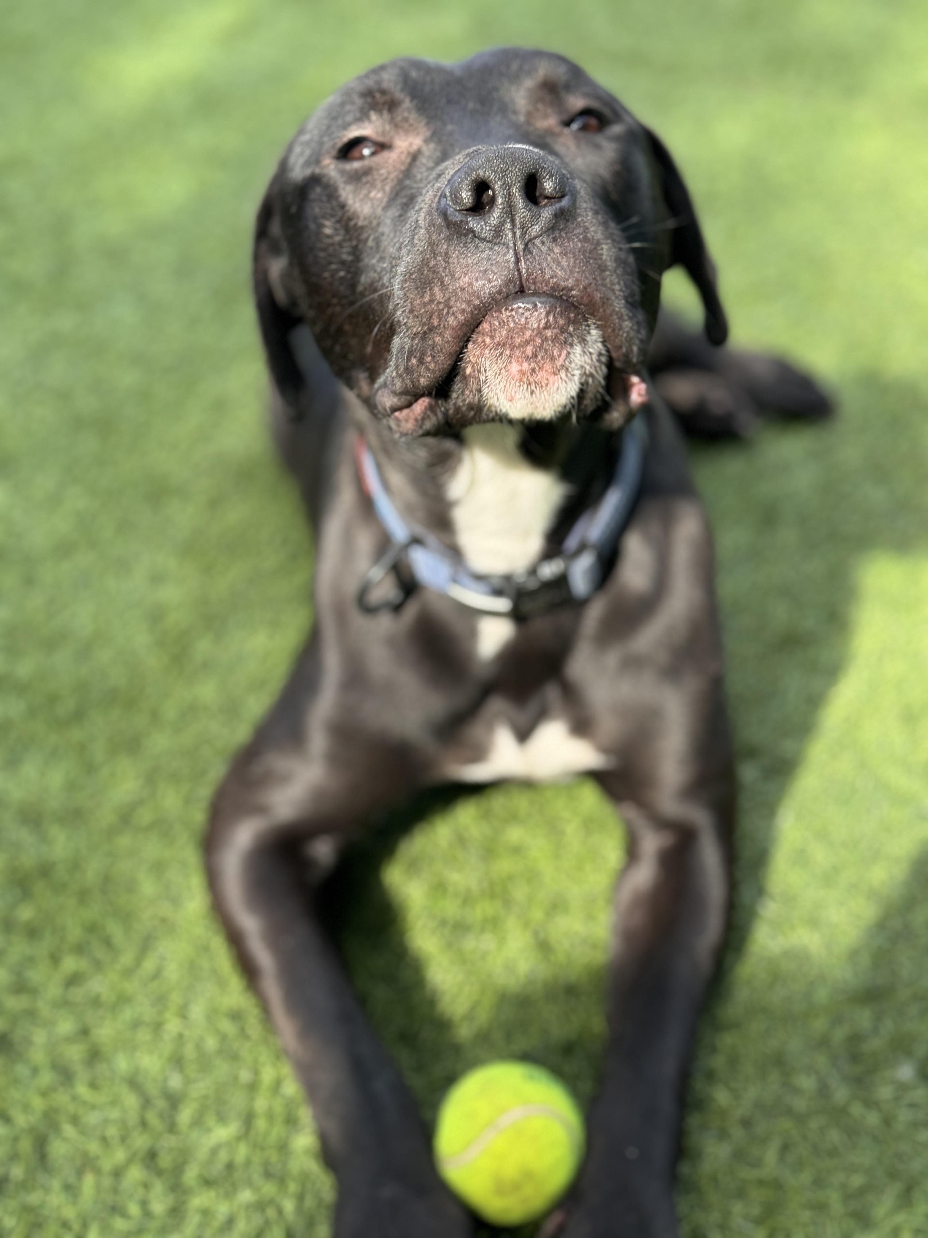 Enlarge Pony, a Adoptable mixed breed in Claremont , CA image 4/6