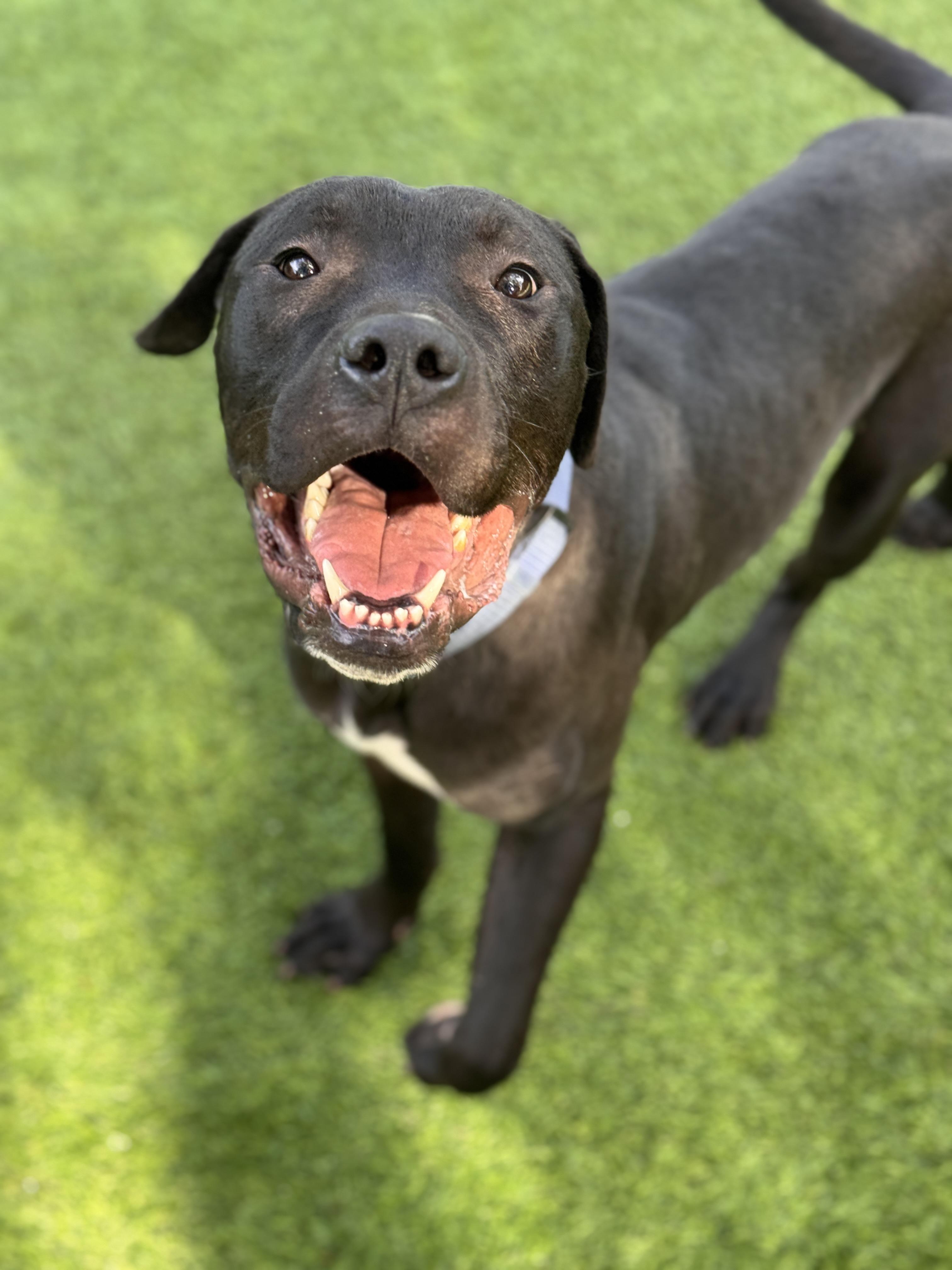 Pony, Adoptable, Young Male American Staffordshire Terrier & Black Labrador Retriever.