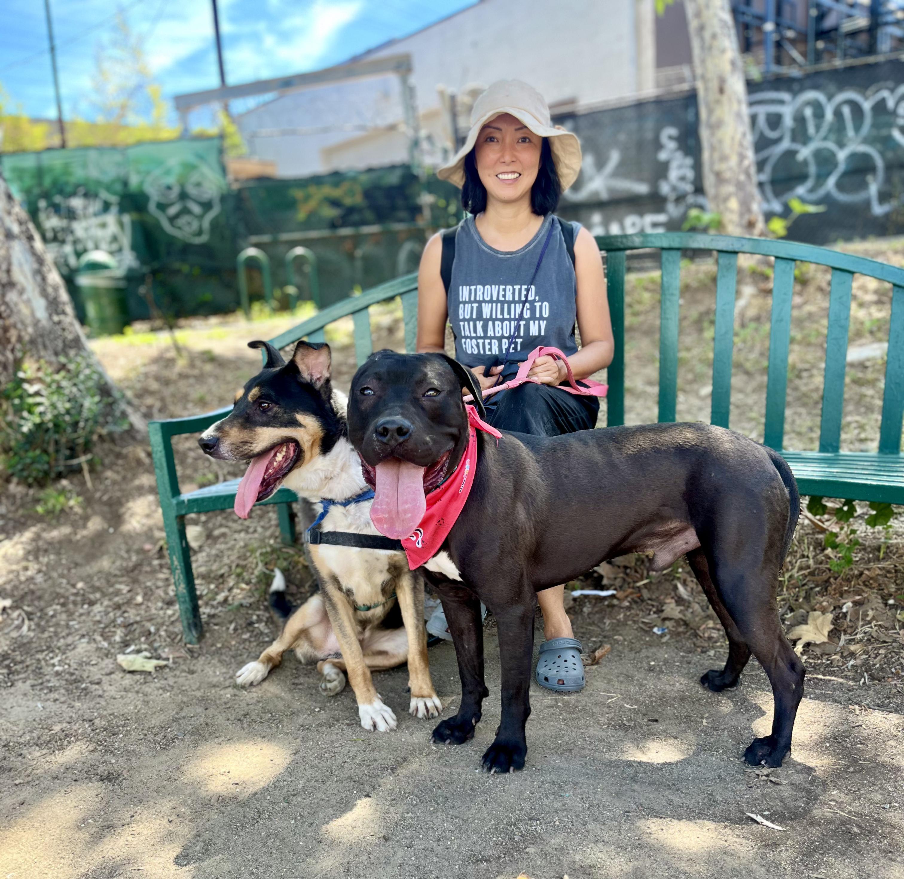 Enlarge Pony, a Adoptable mixed breed in Los Angeles , CA image 5/6