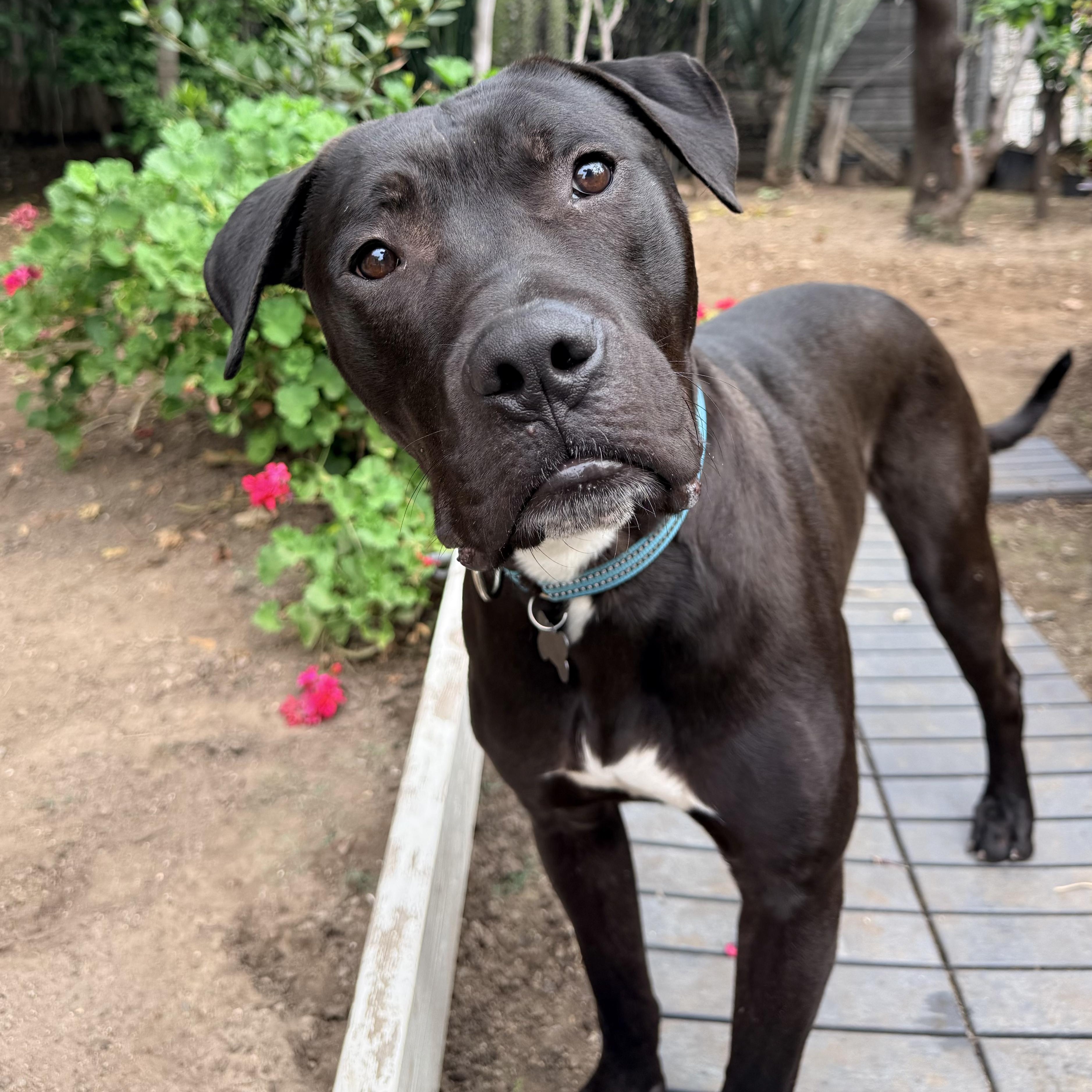 Pony, Adoptable, Young Male American Staffordshire Terrier & Boxer.