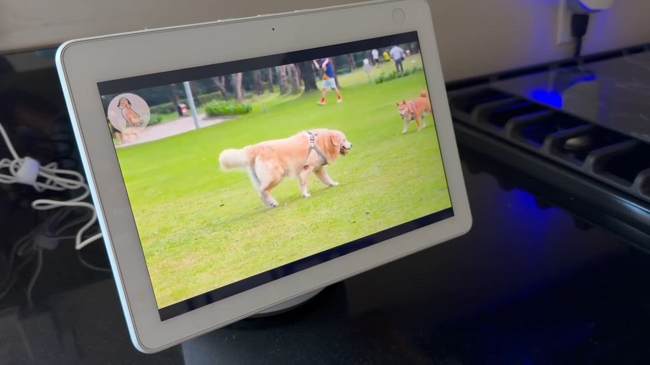 Enlarge Pony, a Adoptable mixed breed in Claremont , CA video 3/6