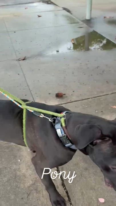 Enlarge Pony, a Adoptable mixed breed in Claremont , CA video 6/6