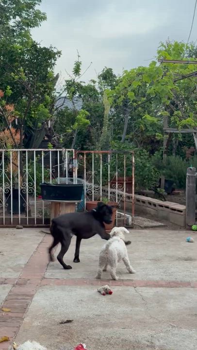 Enlarge Pony, a Adoptable mixed breed in Los Angeles , CA video 6/6