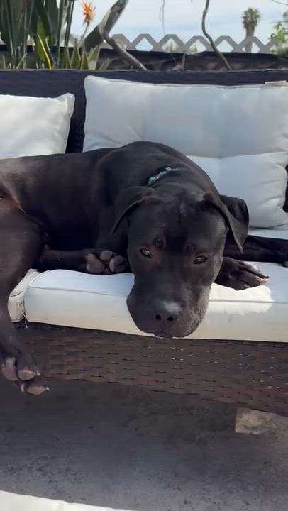 Enlarge Pony, a Adoptable mixed breed in Los Angeles , CA video 4/6