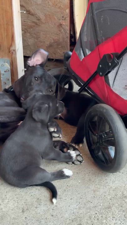 Enlarge Pony, a Adoptable mixed breed in Los Angeles , CA video 6/6