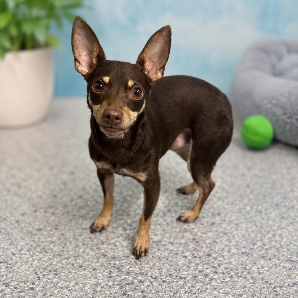 Enlarge Coco, a Adoptable mixed breed in House Springs, MO image 1/1