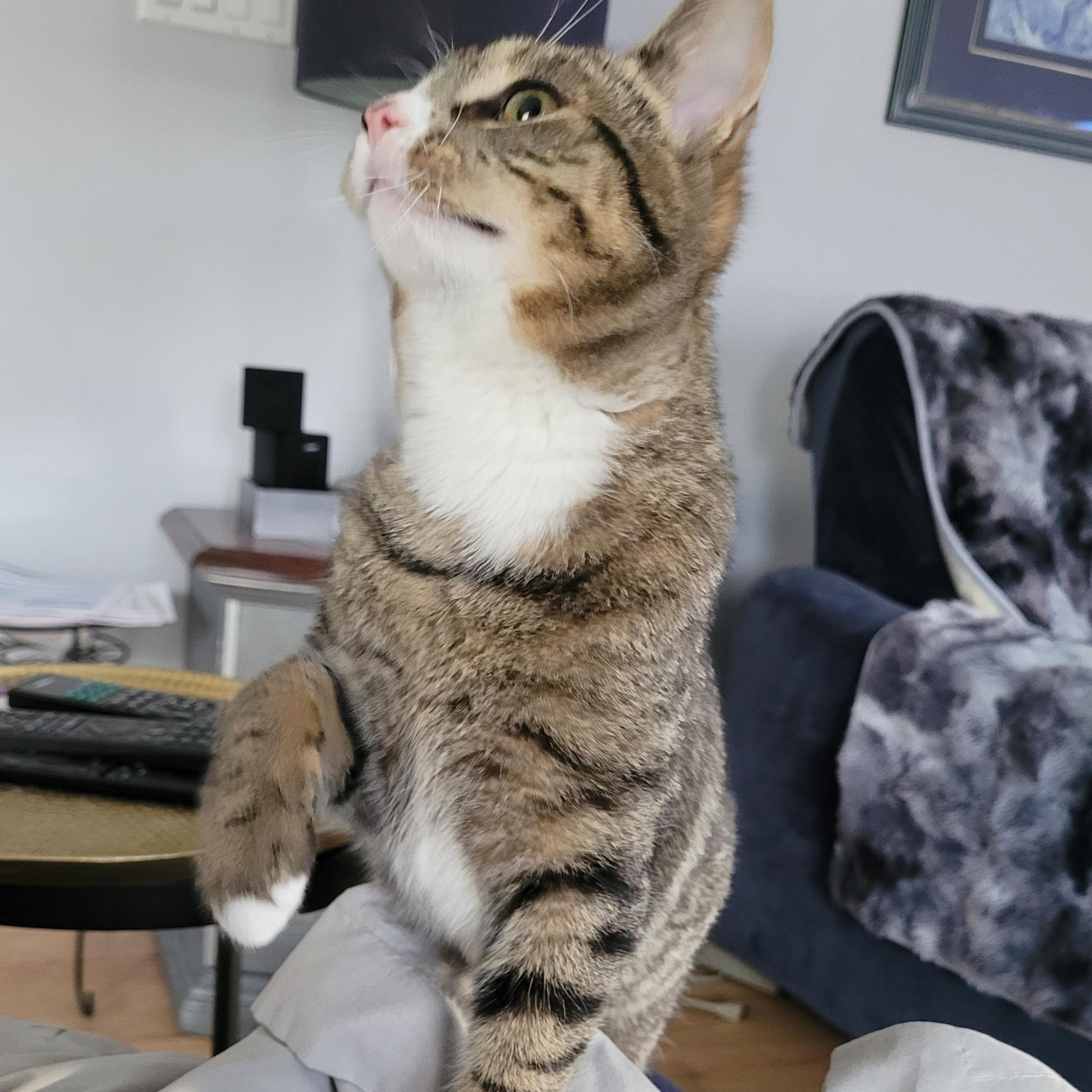 Enlarge Kathleen (f) 7mths old Tabby/white, a ADOPTABLE Domestic Short Hair in Ottawa, ON image 3/5