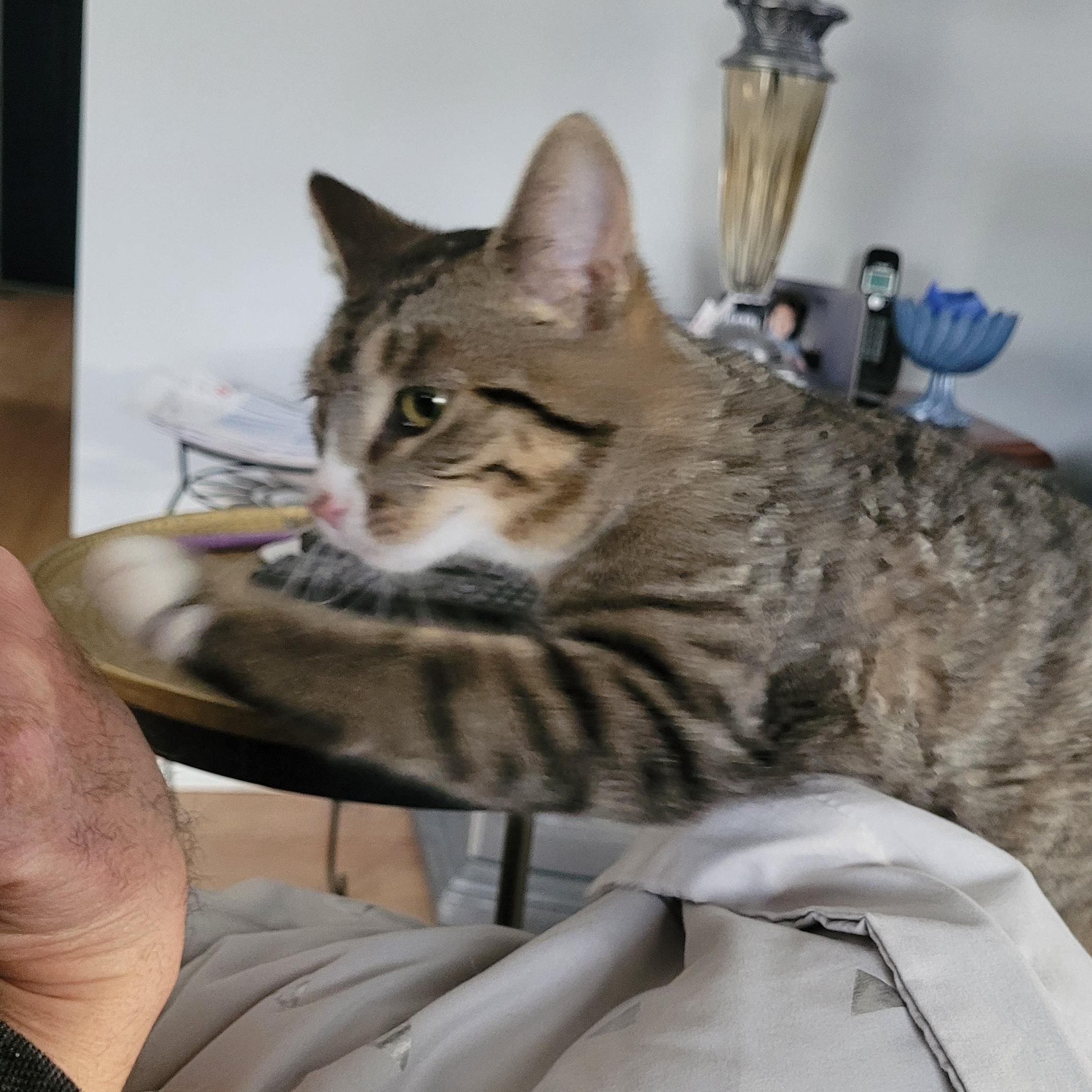 Enlarge Kathleen (f) 7mths old Tabby/white, a ADOPTABLE Domestic Short Hair in Ottawa, ON image 5/5