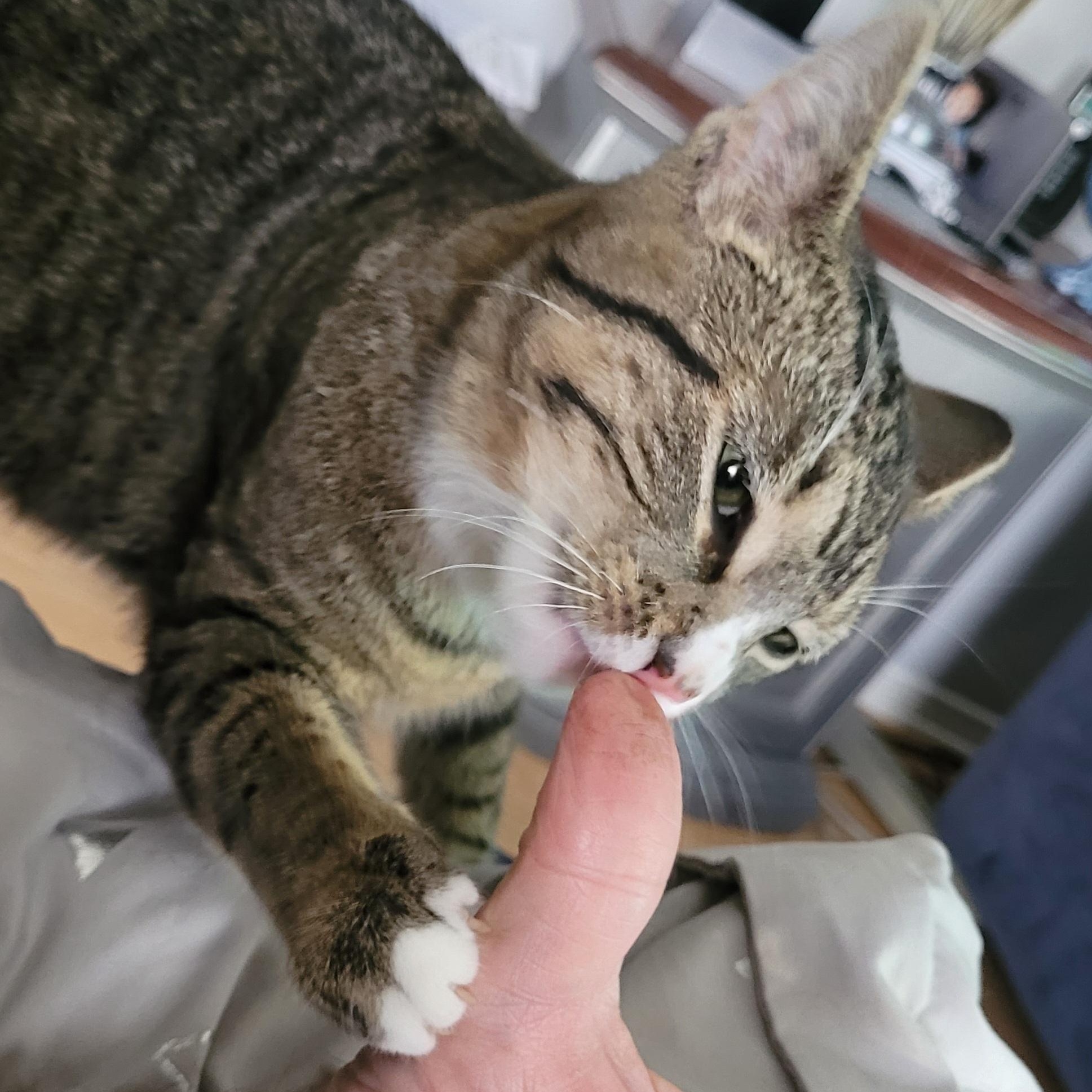 Enlarge Kathleen (f) 7mths old Tabby/white, a ADOPTABLE Domestic Short Hair in Ottawa, ON image 4/5