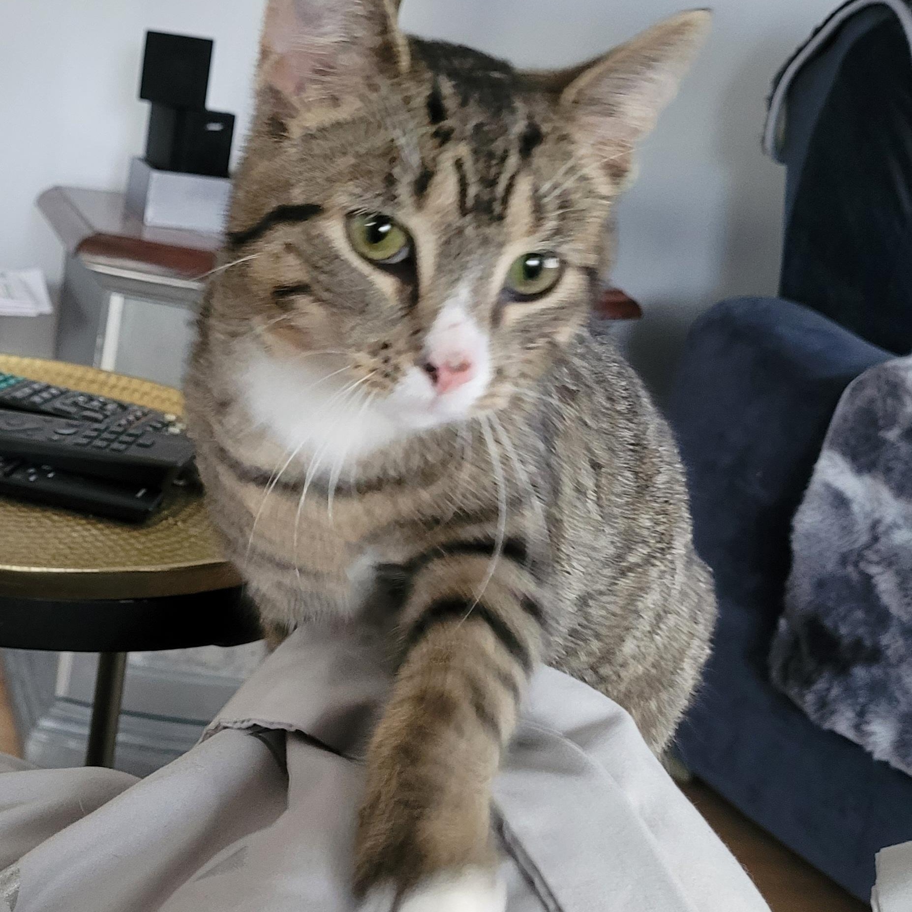 Kathleen (f) 7mths old Tabby/white, ADOPTABLE, Young Female Domestic Short Hair.