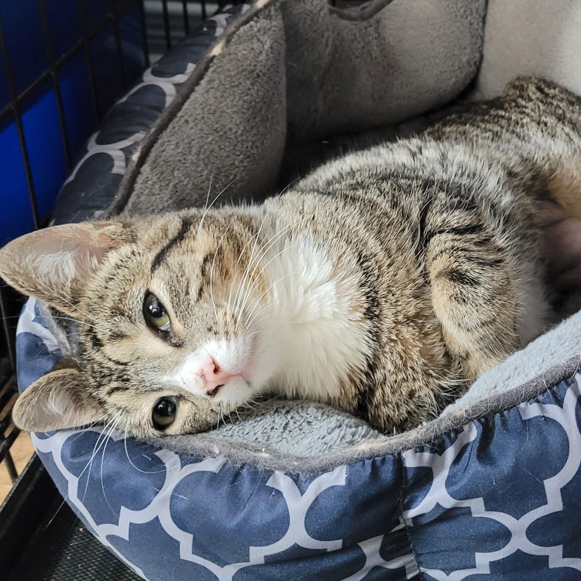 Enlarge Kathleen (f) 7mths old Tabby/white, a ADOPTABLE Domestic Short Hair in Ottawa, ON image 2/5