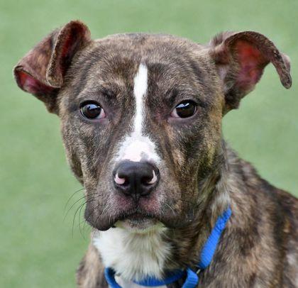 Enlarge Ernie, a Adoptable mixed breed in Cleveland, OH image 1/2