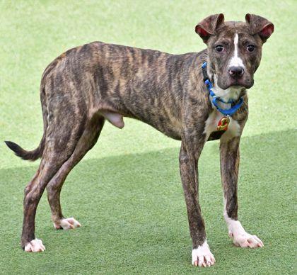 Enlarge Ernie, a Adoptable mixed breed in Cleveland, OH image 2/2