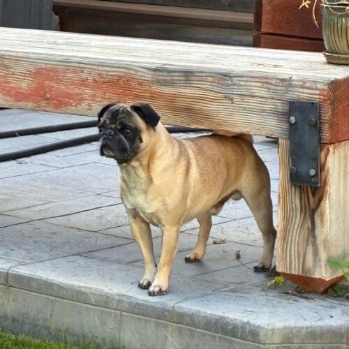 Louie, Adoptable, Adult Male Pug.