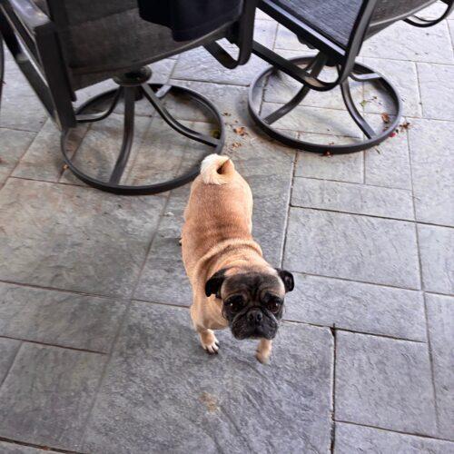 Enlarge Louie, a Adoptable Pug in Seattle, WA image 2/5