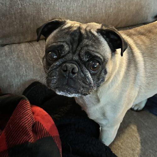 Enlarge Louie, a Adoptable Pug in Seattle, WA image 3/5