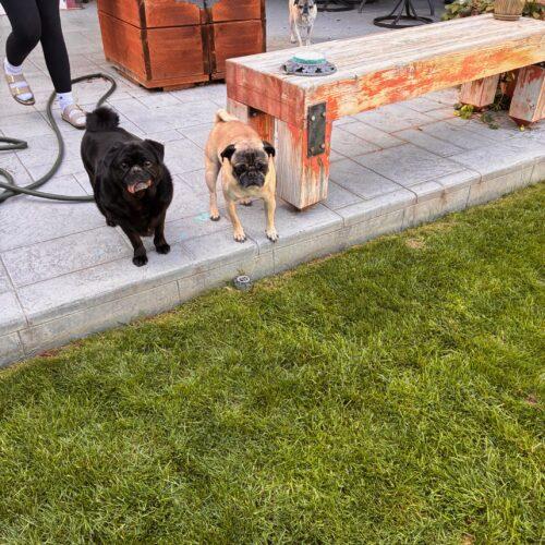 Enlarge Louie, a Adoptable Pug in Seattle, WA image 4/5