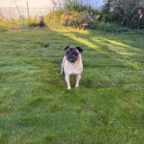 Enlarge Louie, a Adoptable Pug in Seattle, WA image 5/5