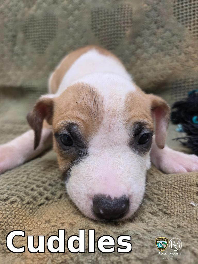 Enlarge Cuddles, a Adoptable Pit Bull Terrier in Rocky Mount, NC image 1/1
