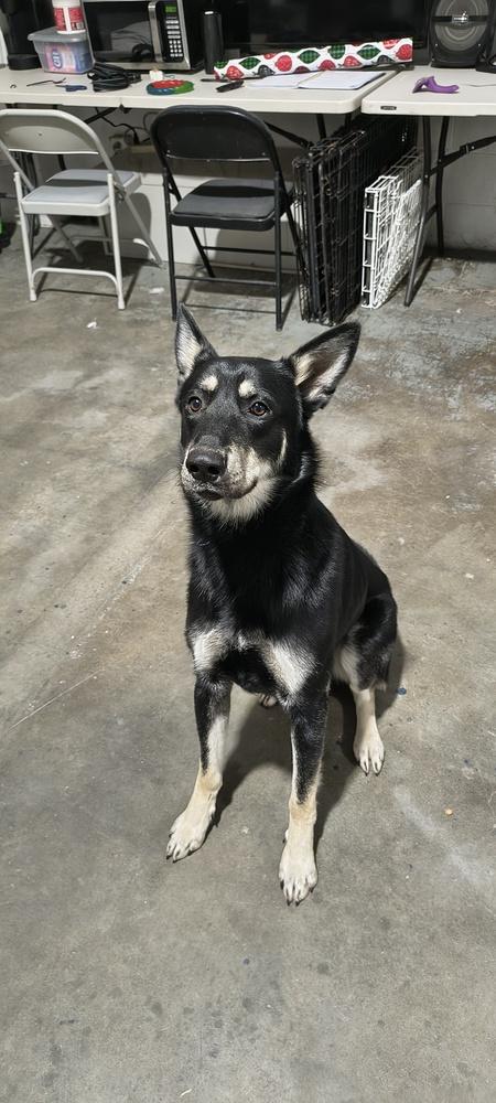 Blitz, Adoptable, Adult Male German Shepherd Dog & Mixed Breed.