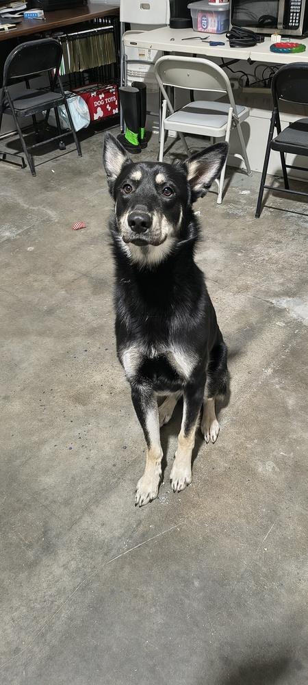 Enlarge Blitz, a Adoptable mixed breed in Moses Lake, WA image 3/3