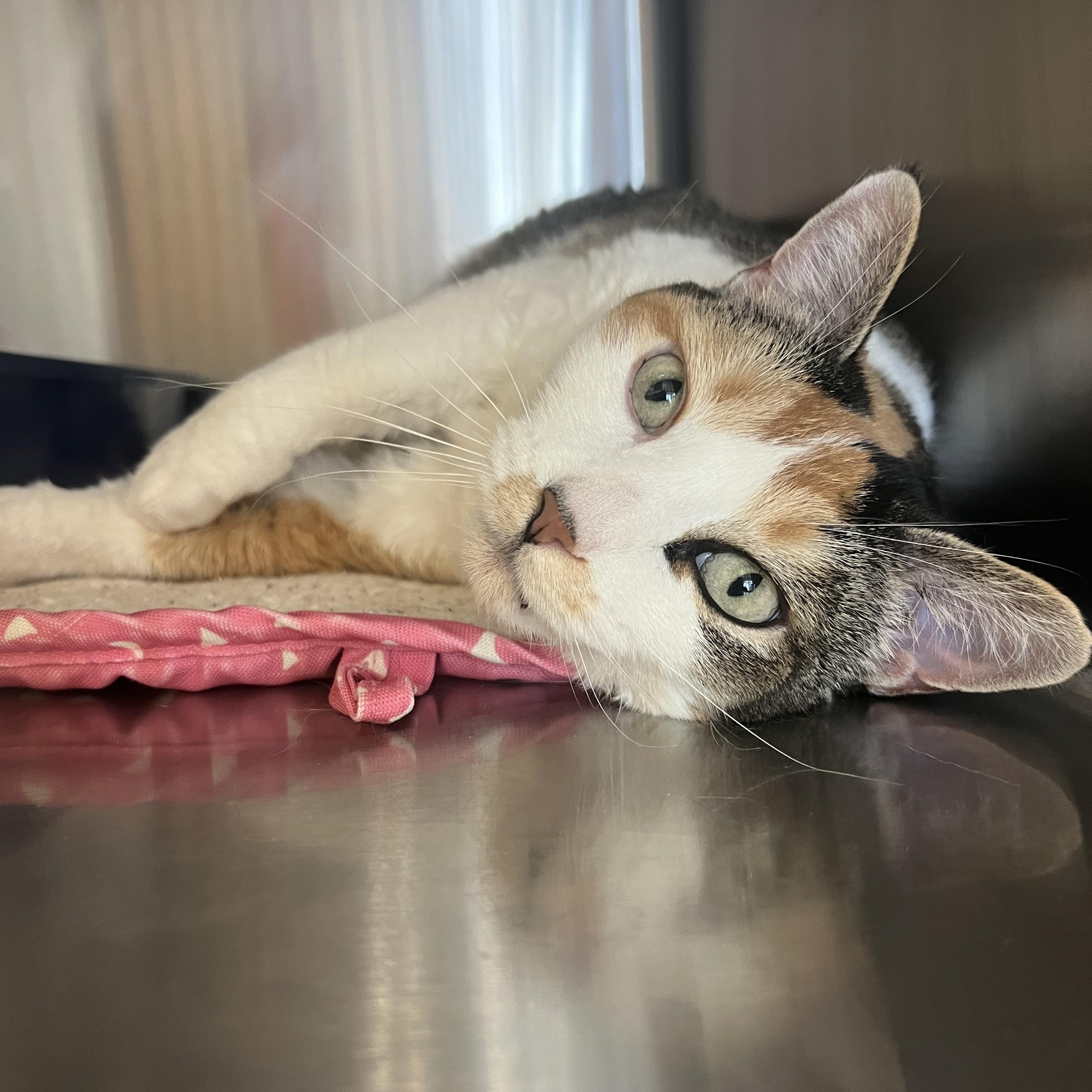 Coco, Adoptable, Adult Female Domestic Short Hair.