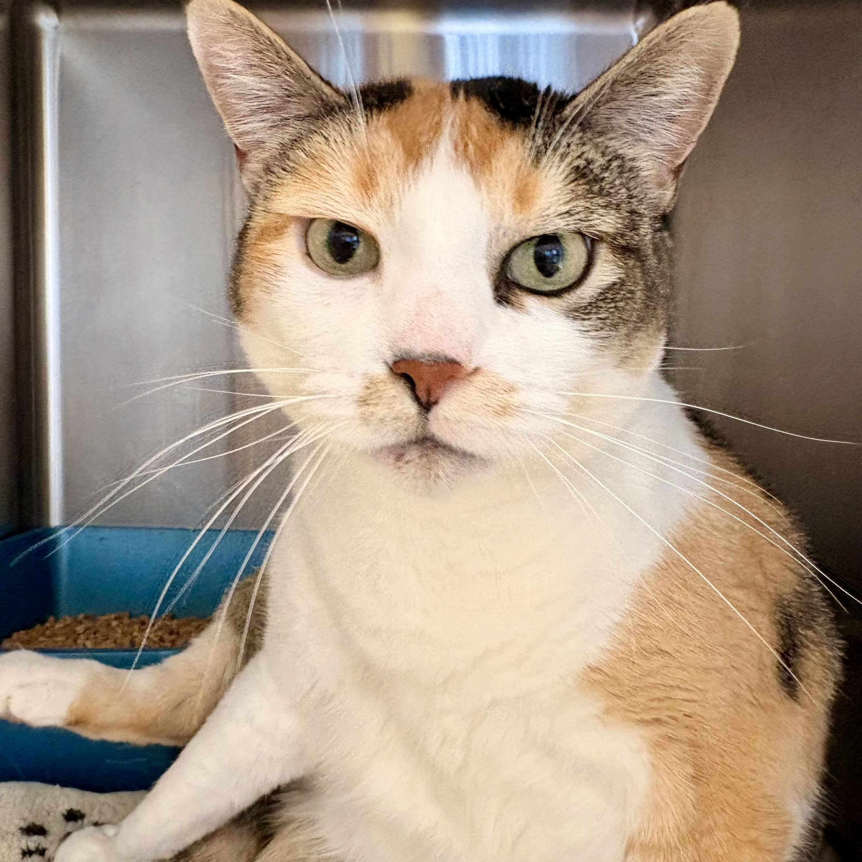 Enlarge Coco, a Adoptable Domestic Short Hair in Spokane, WA image 2/3