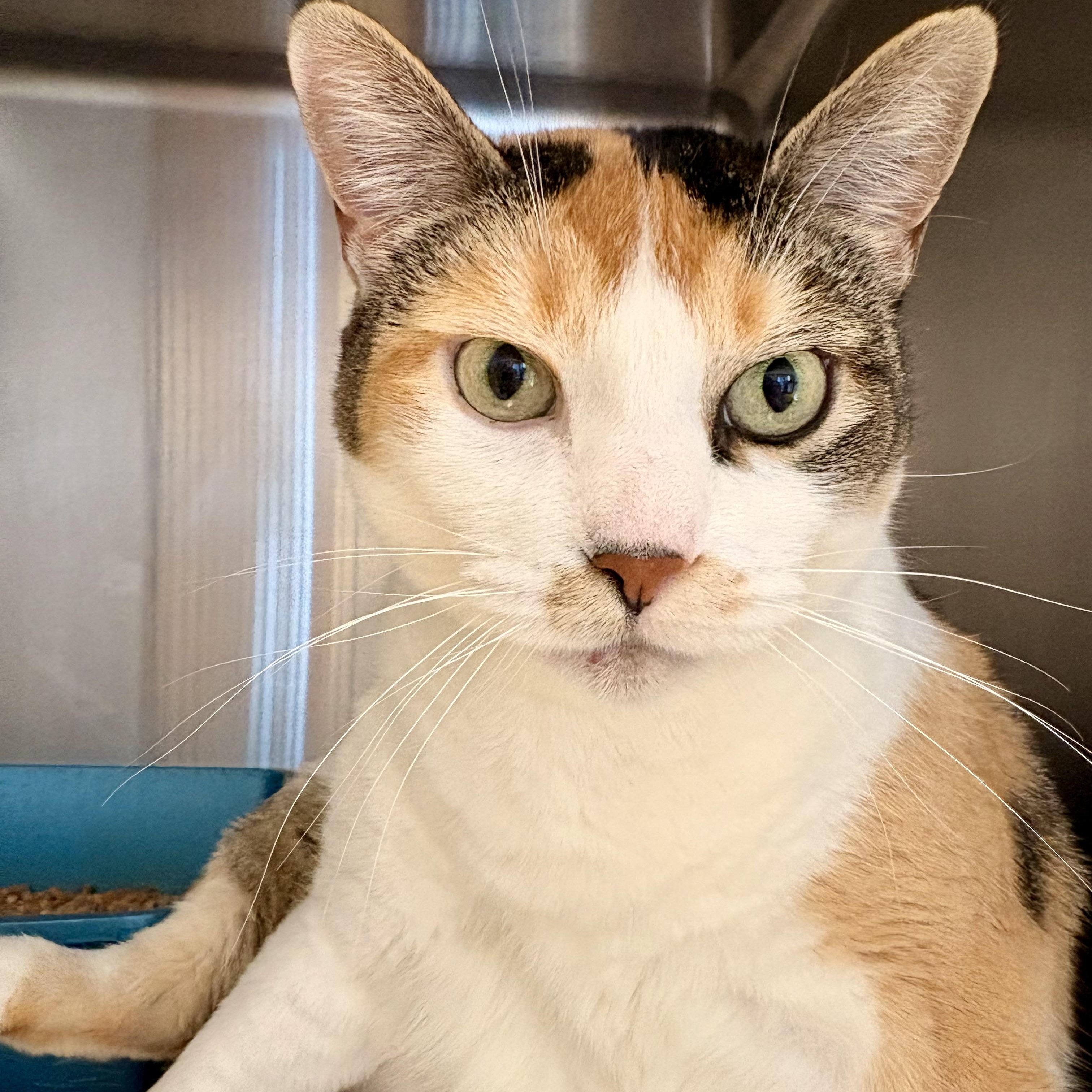 Enlarge Coco, a Adoptable Domestic Short Hair in Spokane, WA image 3/3