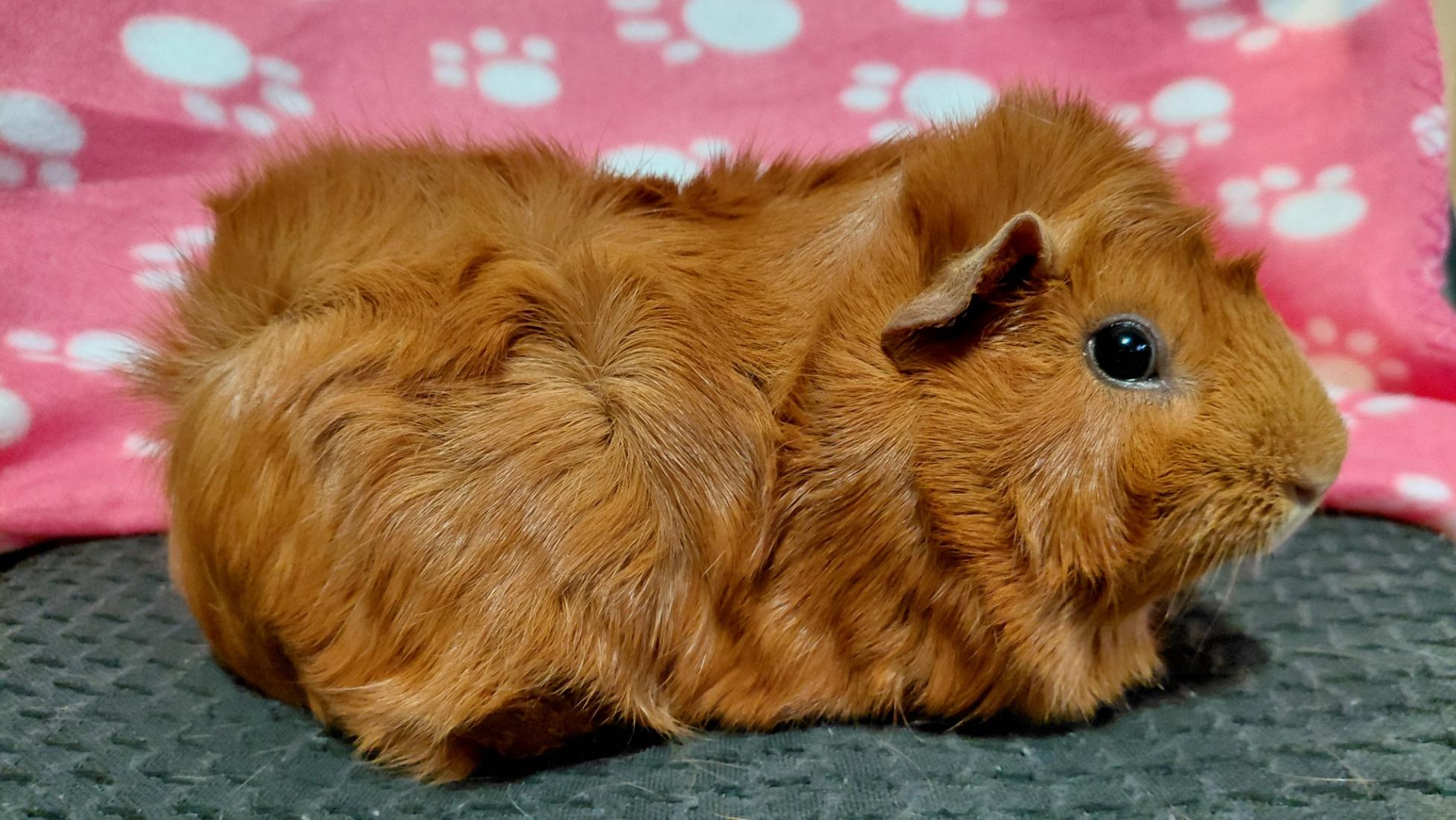 Summer, adopted, Young Female Abyssinian.