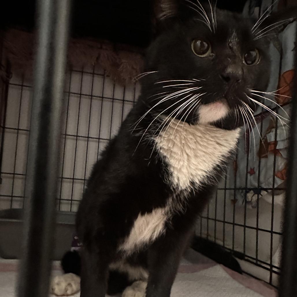 Lucky Day, a Adoptable Domestic Short Hair in Brooklyn, NY image 1/3