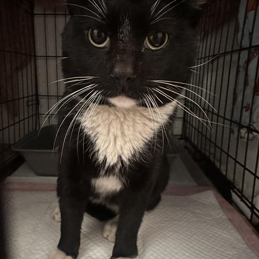 Lucky Day, a Adoptable Domestic Short Hair in Brooklyn, NY image 2/3