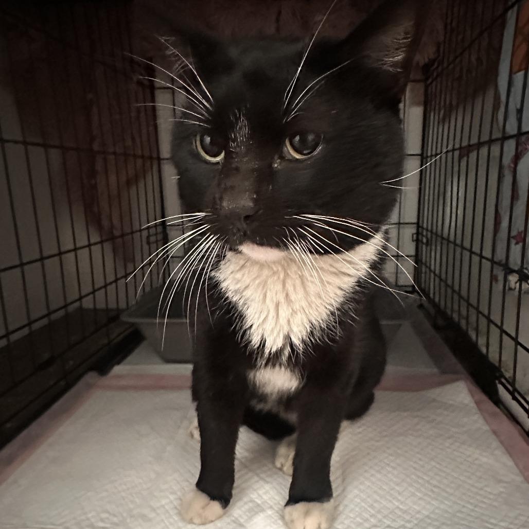 Lucky Day, a Adoptable Domestic Short Hair in Brooklyn, NY image 3/3