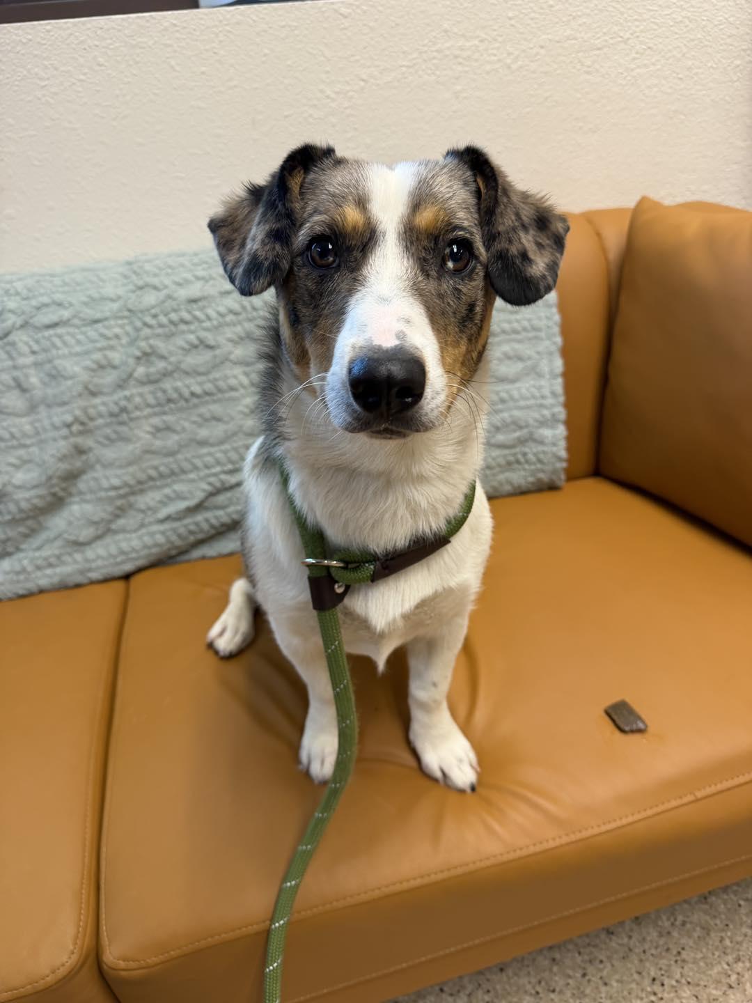 Sue, adopted, Young Female Corgi.