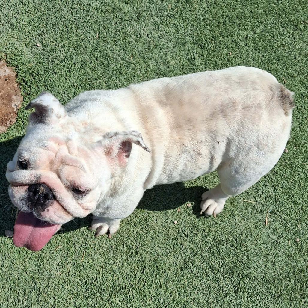 Maggie  COMING SOON, Adoptable, Adult Female English Bulldog.
