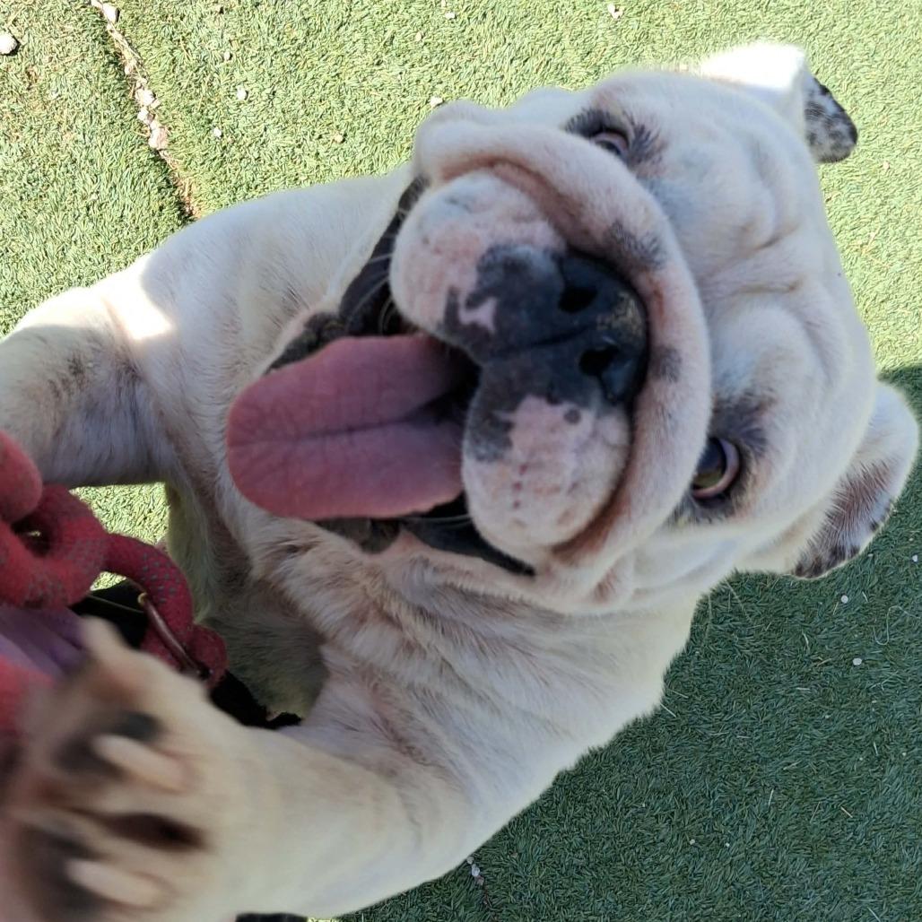 Maggie COMING SOON, a Adoptable English Bulldog in Loves Park, IL image 2/2
