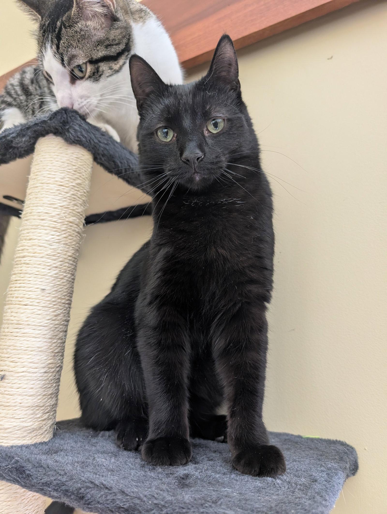 Luigi, Adoptable, Kitten Male Domestic Short Hair.
