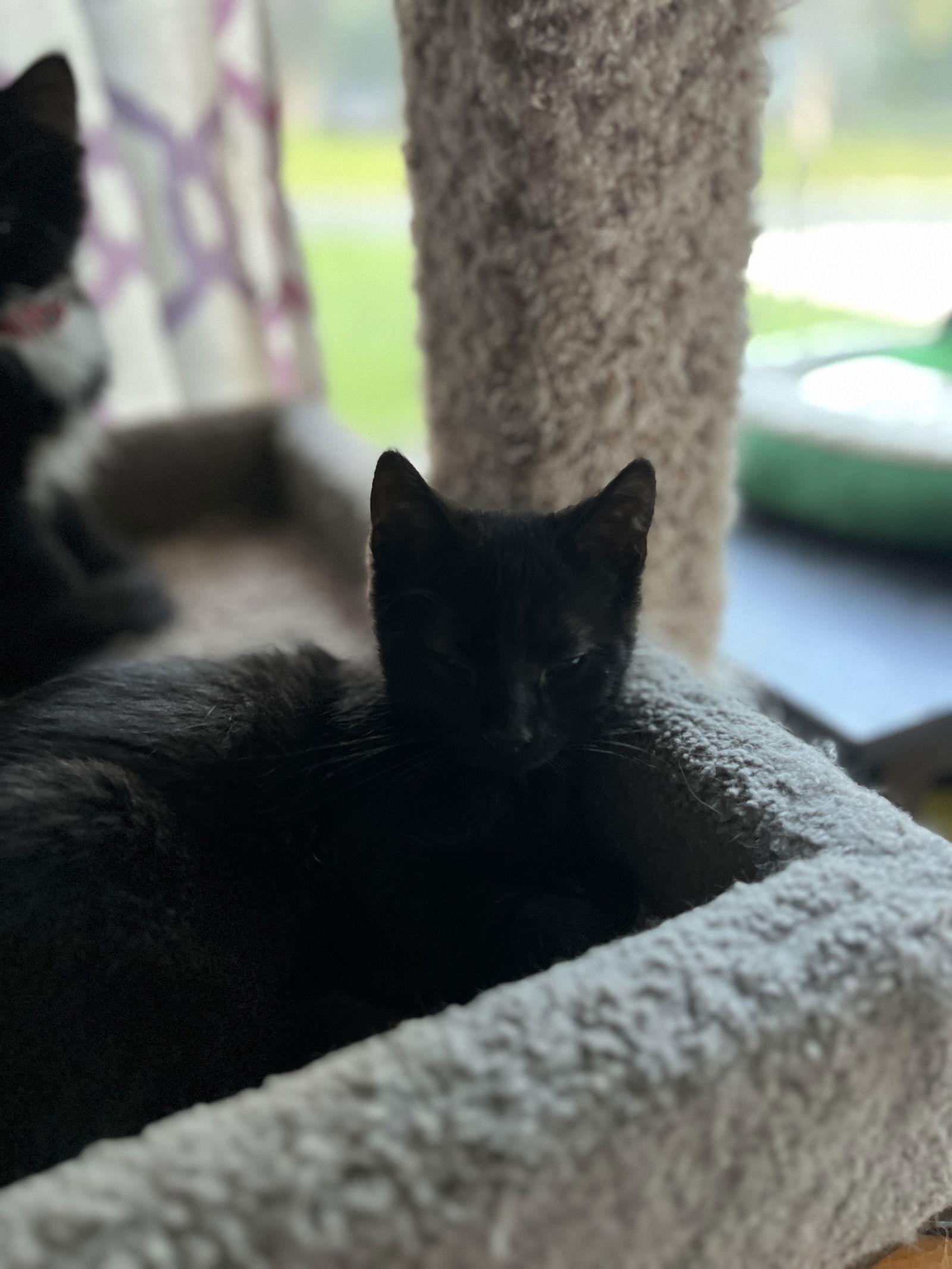 Luigi, Adoptable, Kitten Male Domestic Medium Hair.