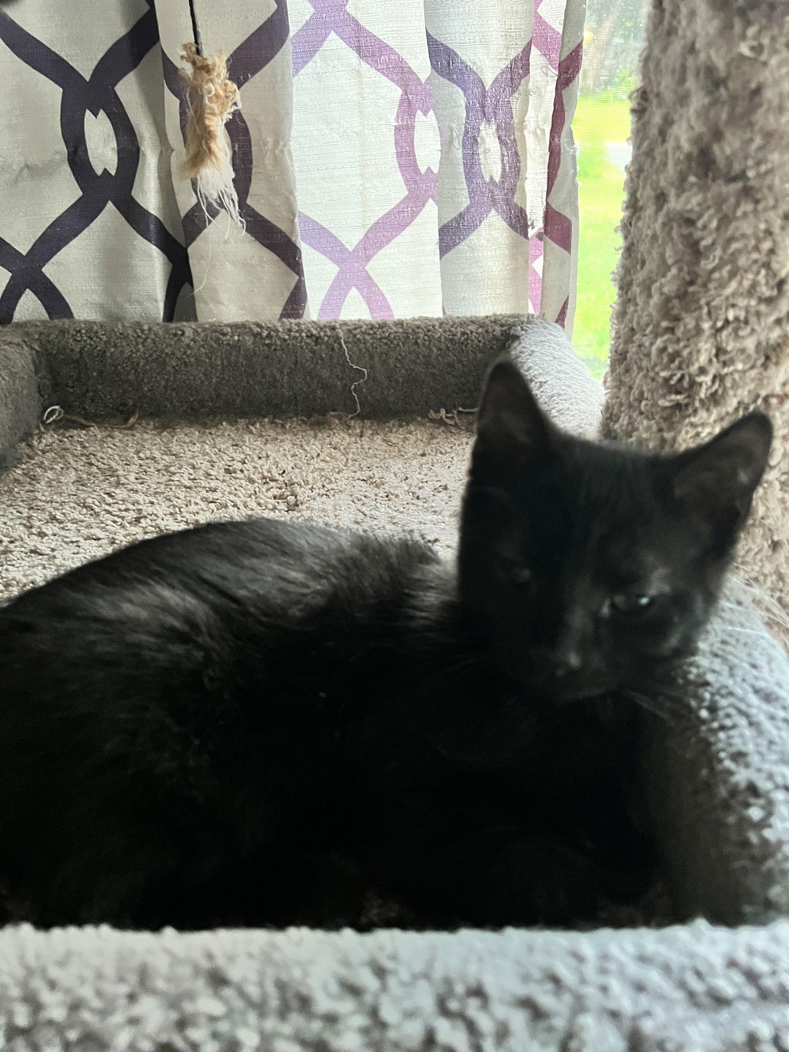 Enlarge Luigi, a Adoptable Domestic Medium Hair in Forest Lake, MN image 2/2