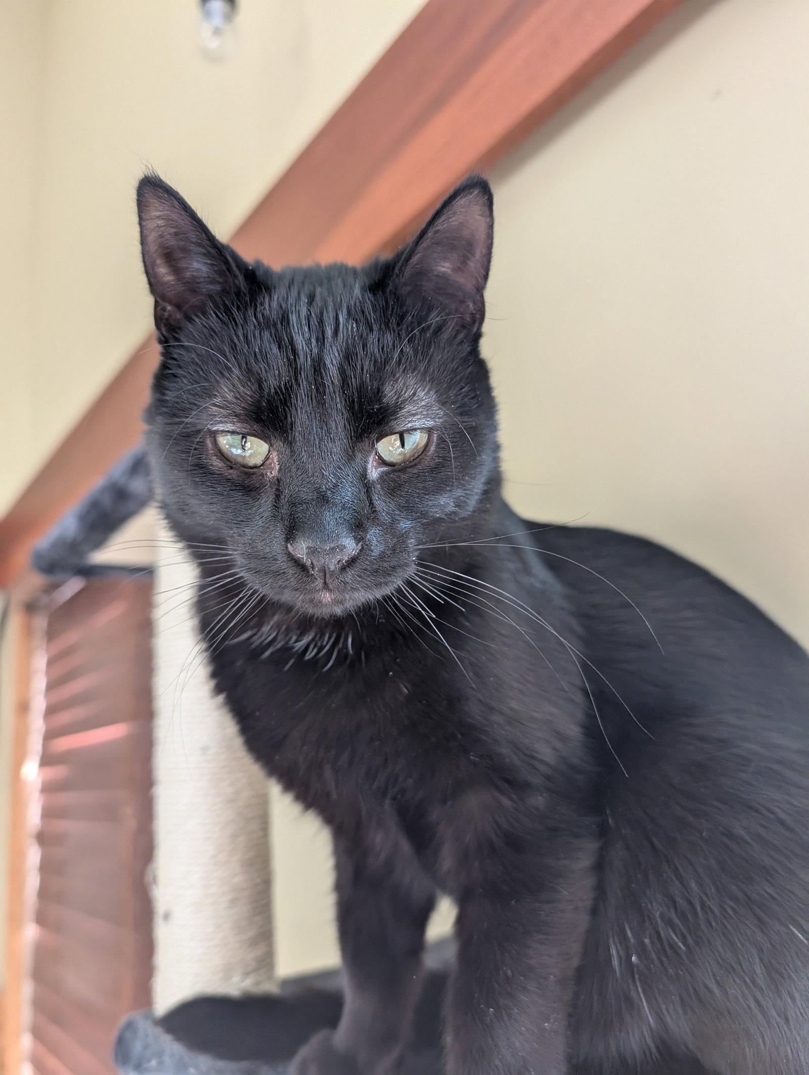 Luigi, a Adoptable Domestic Short Hair in Forest Lake, MN image 2/3