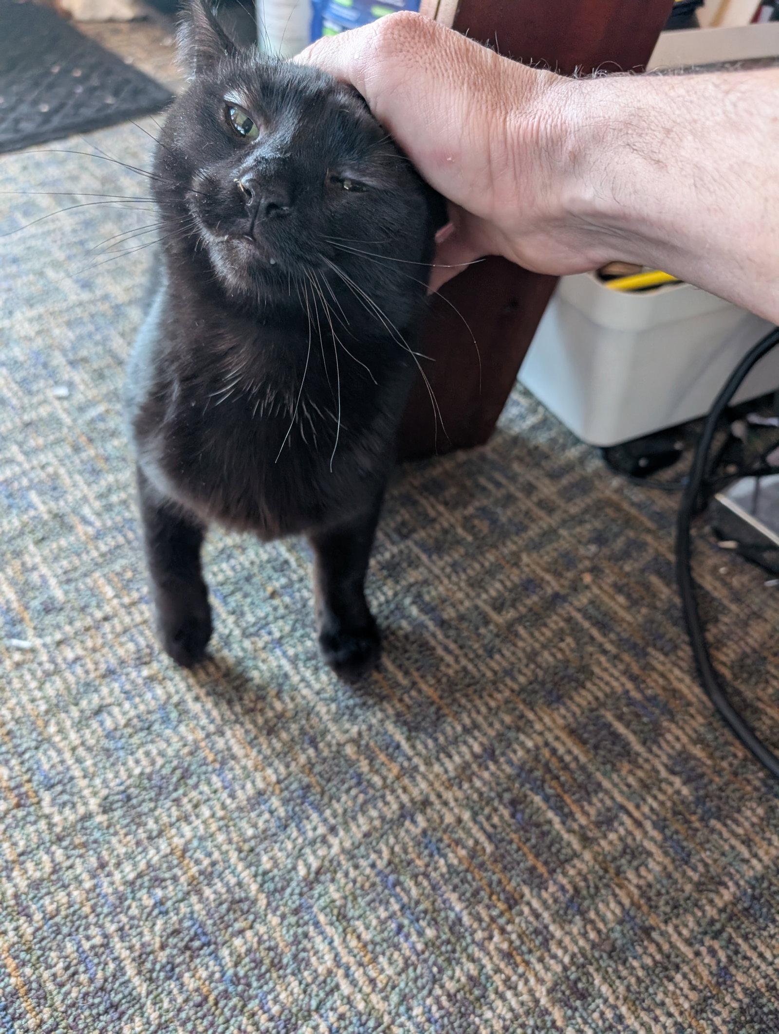 Luigi, a Adoptable Domestic Short Hair in Forest Lake, MN image 3/3