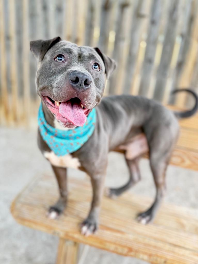 Andy, a Adoptable Mixed Breed in Muskegon, MI image 1/3