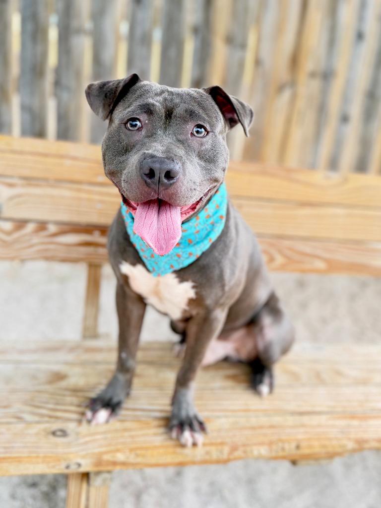 Andy, a Adoptable Mixed Breed in Muskegon, MI image 2/3