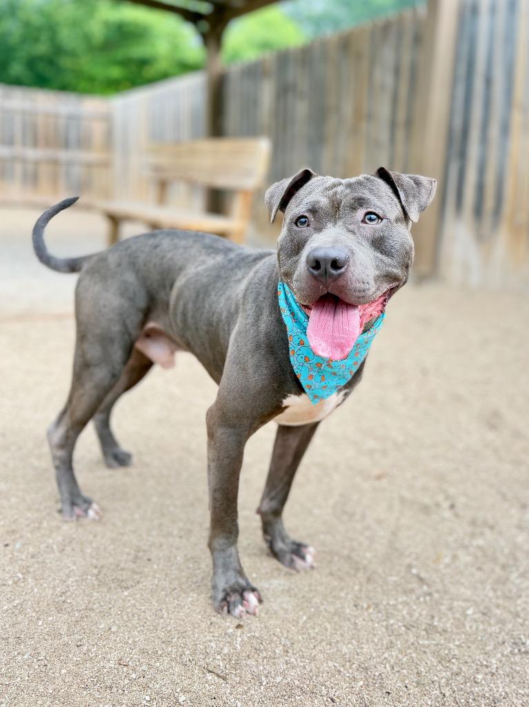 Andy, a Adoptable Mixed Breed in Muskegon, MI image 3/3