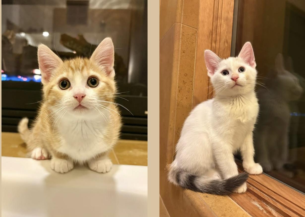 Limerick, a Adoptable mixed breed in Santa Rosa, CA image 2/2