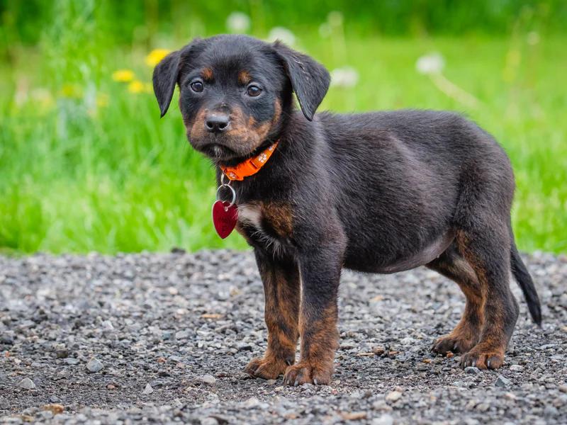 Enlarge Denali, a ADOPTABLE mixed breed in Pointe-Fortune, QC image 3/4